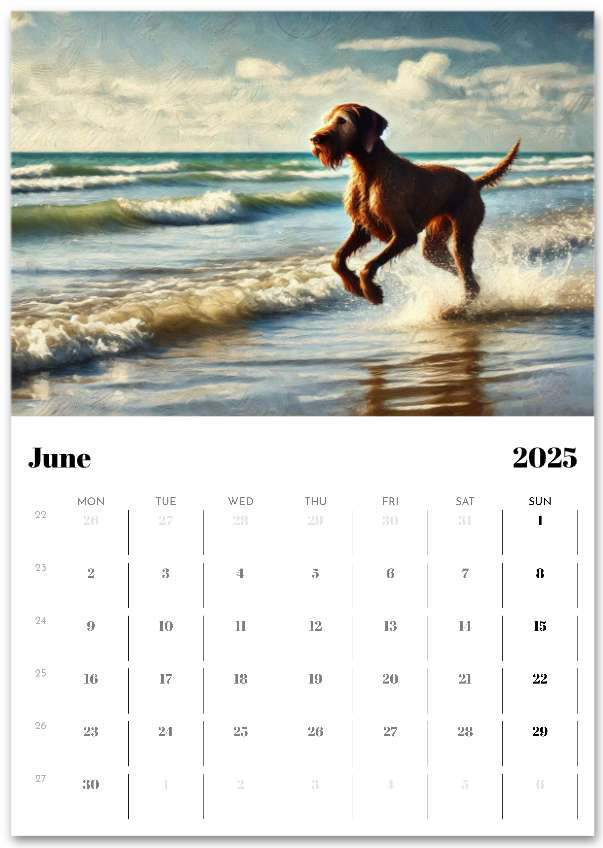 2026 Wire Hair Vizsla Wall Calendar (A3) Summer Cover