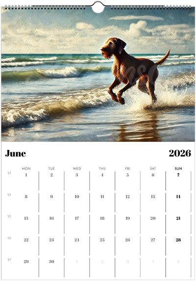 2026 Wire Hair Vizsla Wall Calendar (A3) Summer Cover